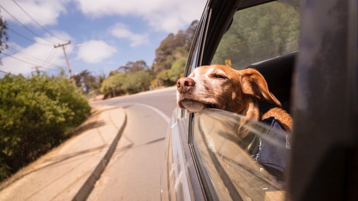 Юрист Редин перечислил водителям из РФ правила перевозки животных в автомашинах