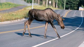 Лось переходит дорогу